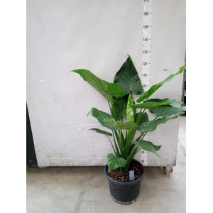 Alocasia cucullata