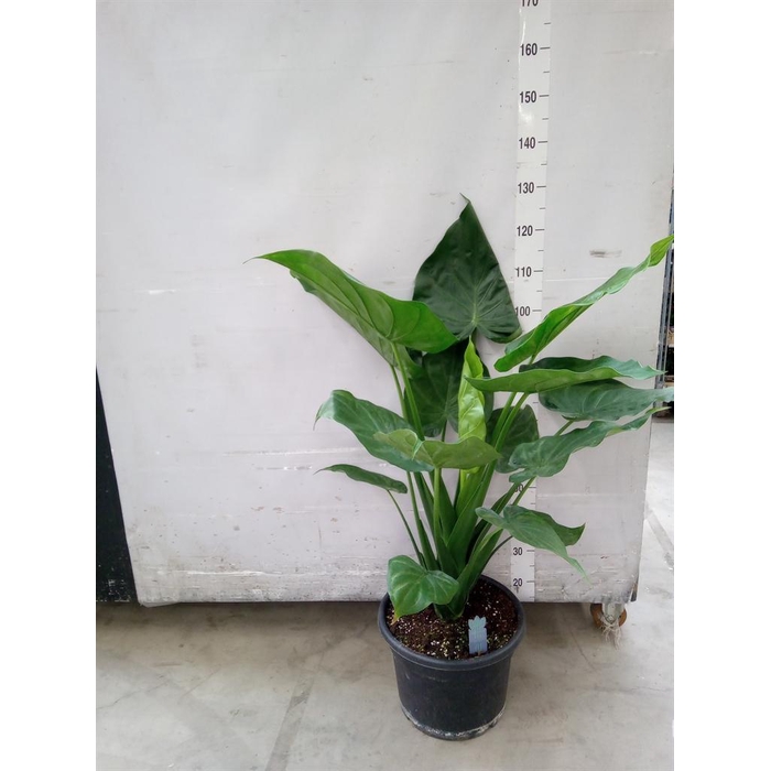 <h4>Alocasia cucullata</h4>