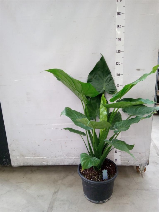 <h4>Alocasia cucullata</h4>