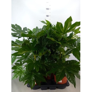 Fatsia japonica