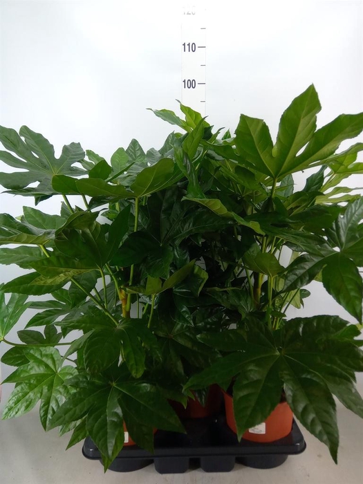 <h4>Fatsia japonica</h4>