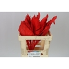 Dried Palmspear Red