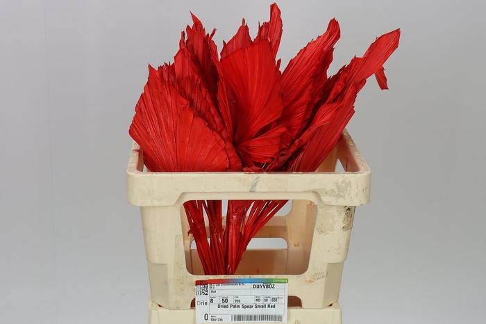 Dried Palmspear Red