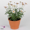 Argyranthemum  'Molimba Monroe Pin'