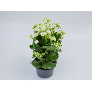 KAL. DOBRADO P15 BRANCO