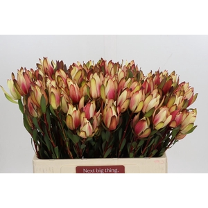Leucadendron Senorita Spray