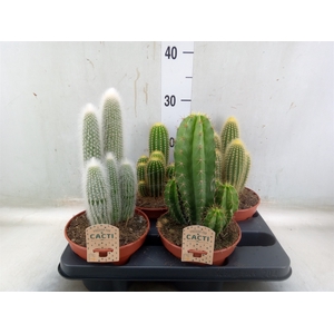 Cactus   ...mix