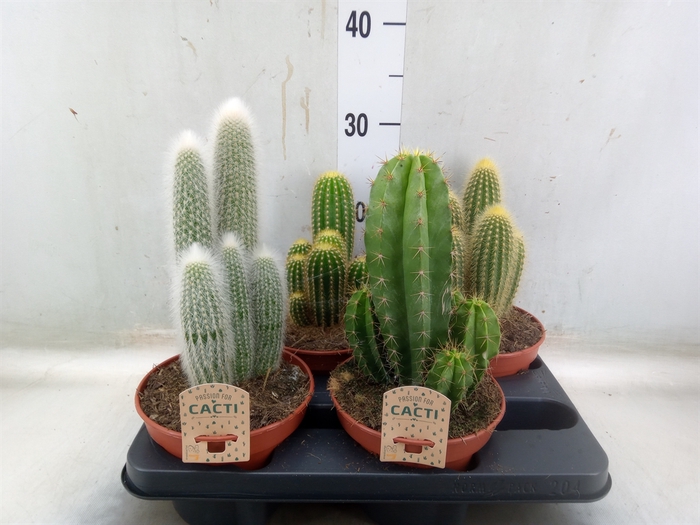 <h4>Cactus   ...mix</h4>