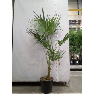Trachycarpus fortunei