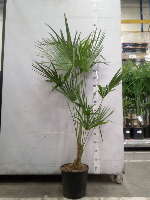 <h4>Trachycarpus fortunei</h4>