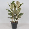Ficus Elastica 3 toef Tineke