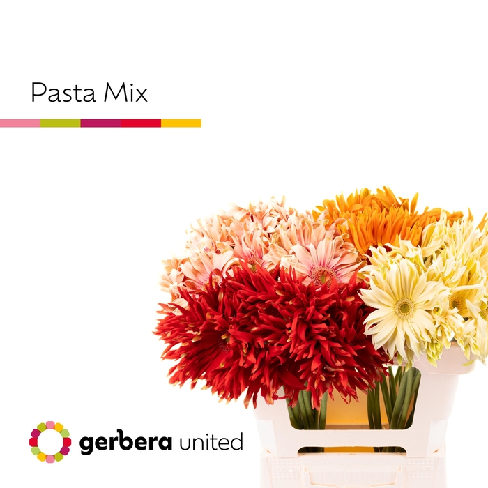 <h4>Gerbera Pasta Mix Water</h4>