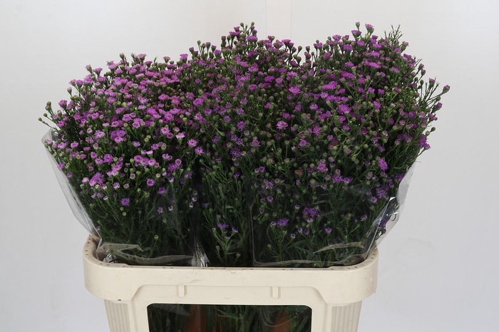 <h4>Aster Baby Pink</h4>