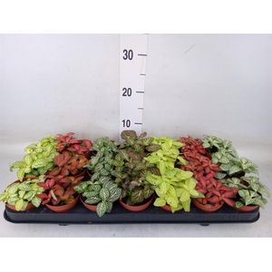 Fittonia   ...mix 7