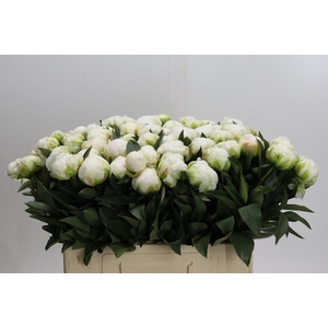 Paeonia Madame Claude Tain