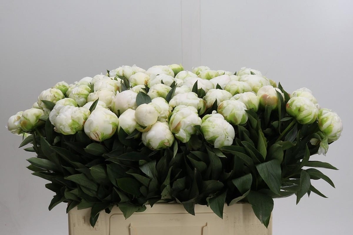 <h4>Paeonia Madame Claude Tain</h4>