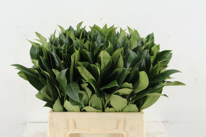 <h4>LAURIERBLAD</h4>