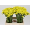 Allium Moly Jeannine