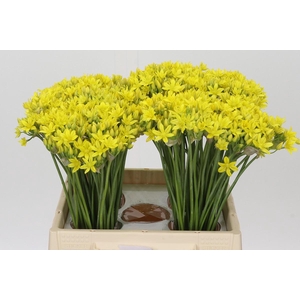 Allium Moly Jeannine