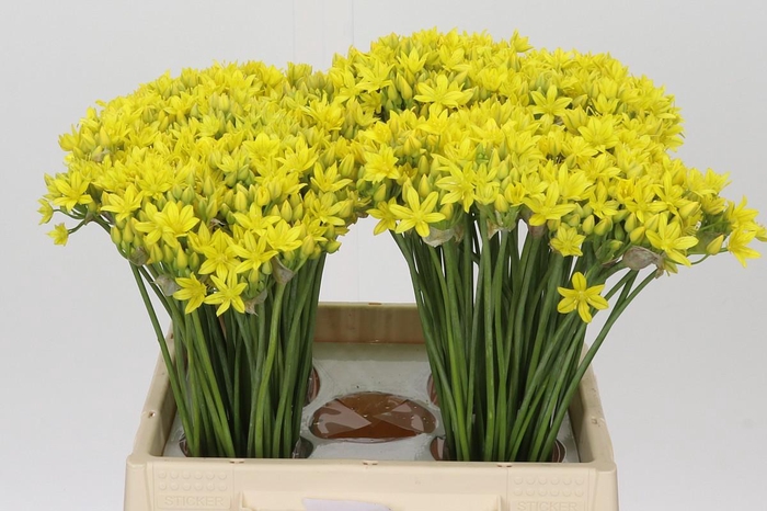 <h4>Allium Moly Jeannine</h4>