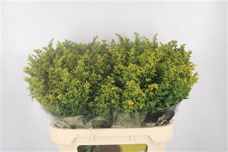 <h4>Solidago Carzan Glory</h4>