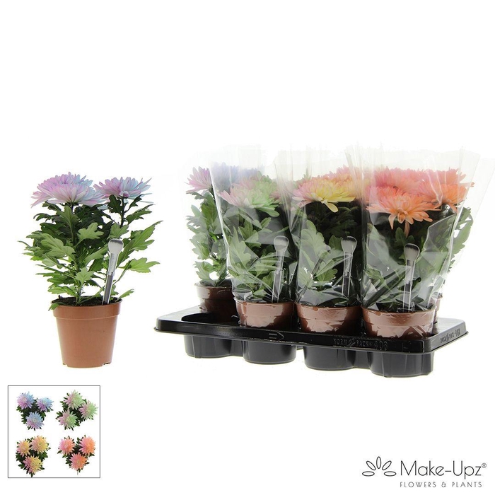 <h4>M-Upz Chrysanne® Zembla Next White Make-Upz® Party Mix</h4>