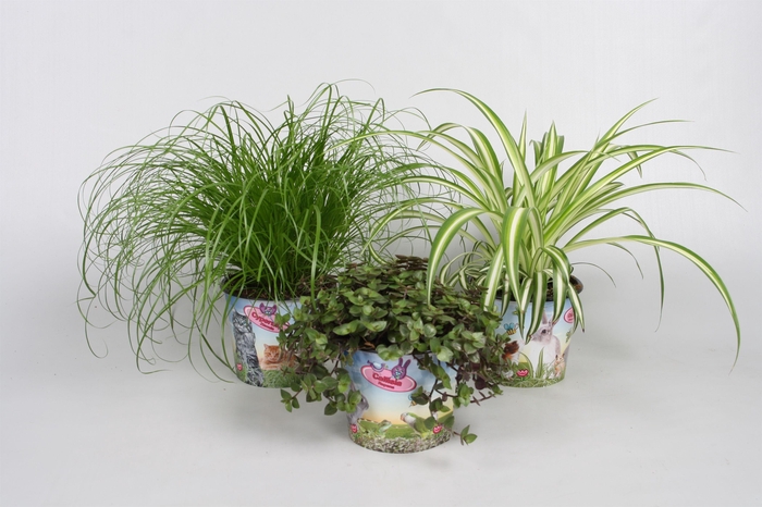 <h4>Pet mix 3 soorten in potcover</h4>