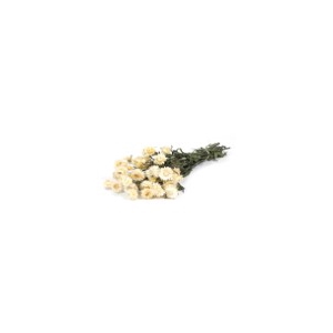 Helichrysum nat.white