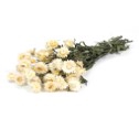 Helichrysum nat.white