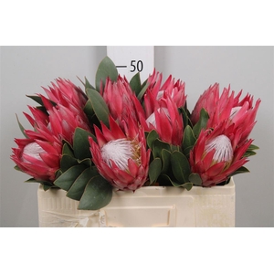 Protea Cynaroides Madiba