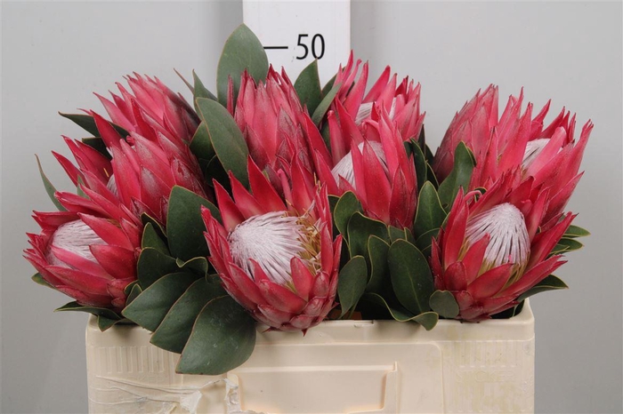 <h4>Protea Cynaroides Madiba</h4>