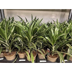 ** Dra De Warneckei * Spring Deal *