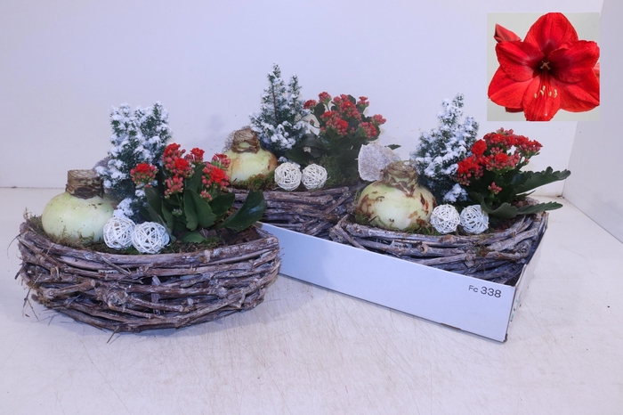 <h4>ARR HIPPEASTRUM</h4>