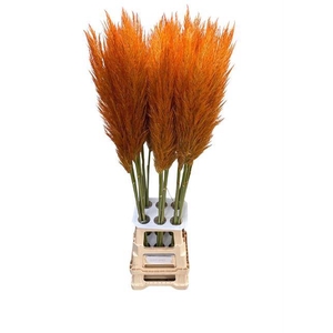 CORTA SE PUMILA SALMON ORANGE