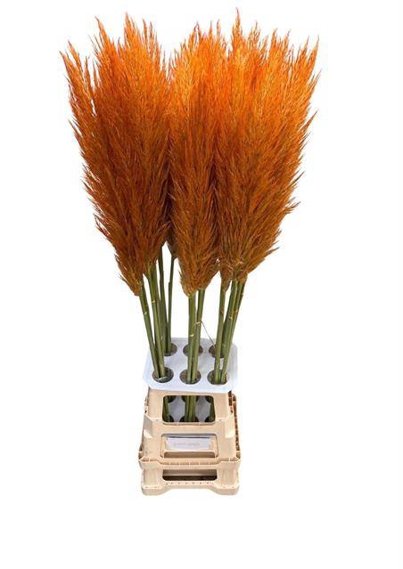 <h4>CORTA SE PUMILA SALMON ORANGE</h4>