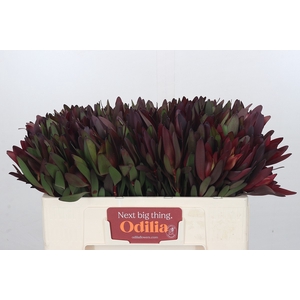 Leucadendron Saf Sunset Dark Red