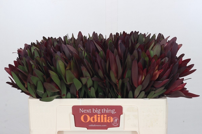 Leucadendron Saf Sunset Dark Red