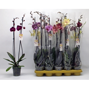 PHAL GEM