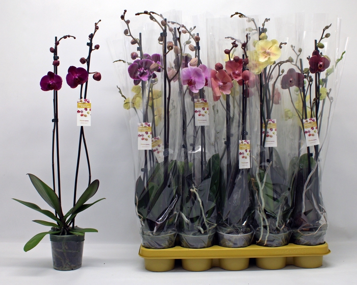 <h4>PHAL GEM</h4>