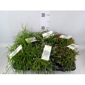 Rhipsalis   ...mix