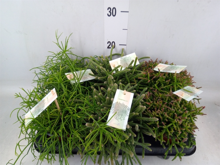 <h4>Rhipsalis   ...mix</h4>