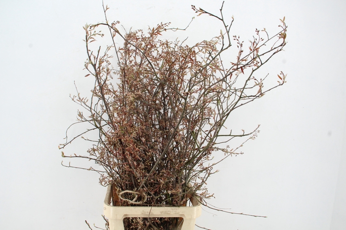 <h4>AMELANCHIER LAMARCKI KRENTENBLOESEM 120CM</h4>