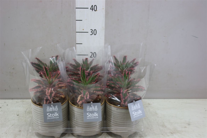 <h4>Kalanchoe Pink Special Maren Keramiek</h4>