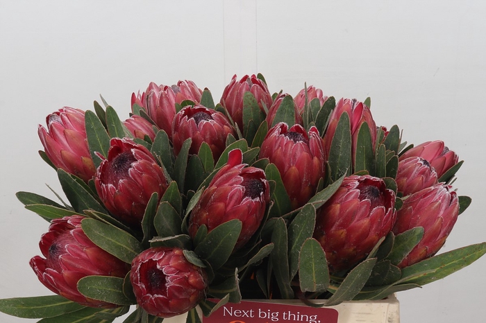 <h4>Protea Red Ice</h4>