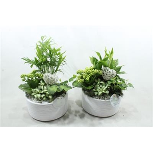 SC03 LOES WHITE