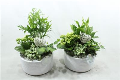 <h4>SC03 LOES WHITE</h4>