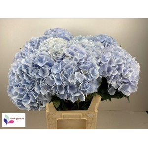 Hydrangea aphrodite  (blauw)