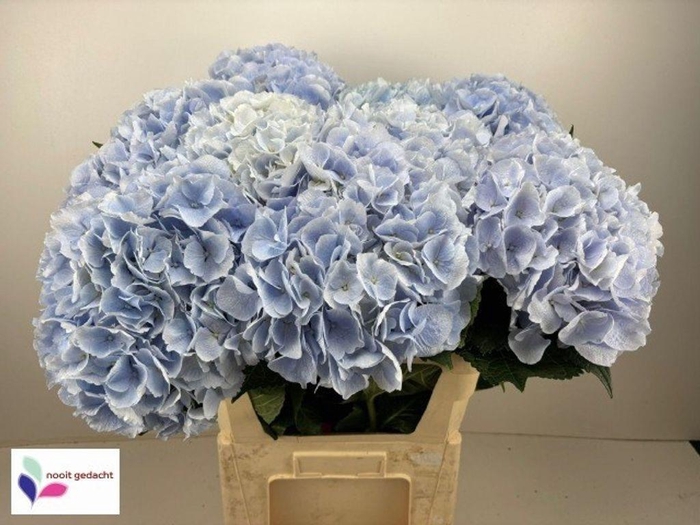<h4>Hydrangea aphrodite  (blauw)</h4>