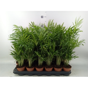 Chamaedorea elegans