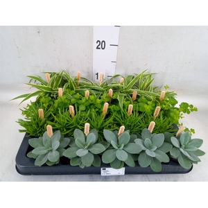 Planten  ..mix
